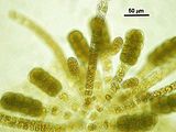 Cutleria chilosa4